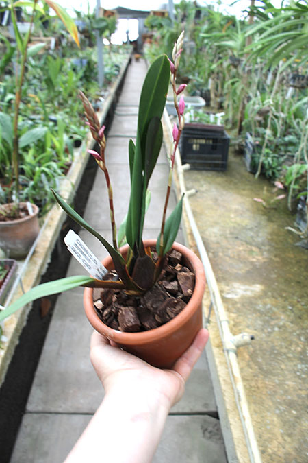 Oncidium beyrodtioides.jpg