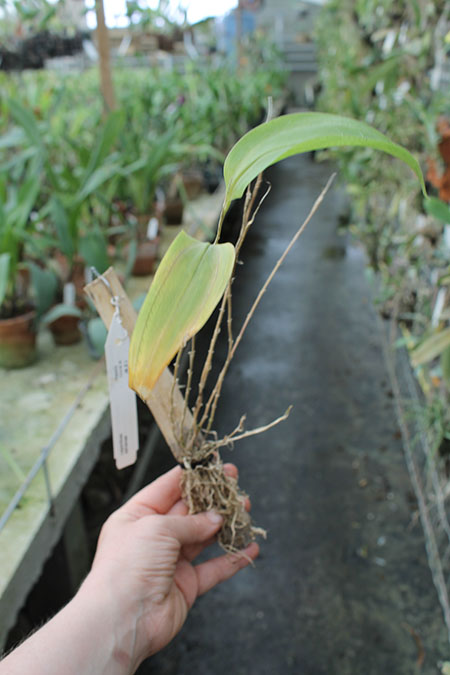 Lepanthes adrianae.jpg