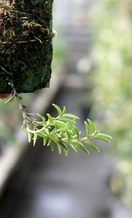 Fernandezia subbiflora.jpg