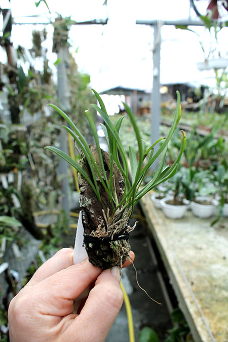 Dryadella simula.jpg