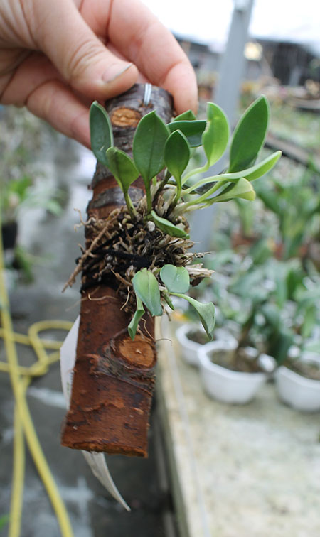 Masdevallia wageneriana var pteroglossa.jpg