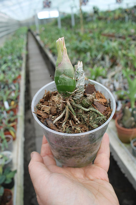 Mormodes morenoi.jpg