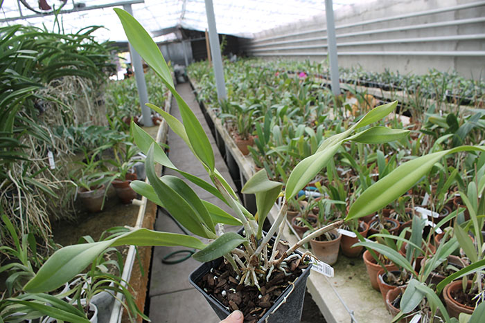 Brassolaeliocattleya Golden 'Green Angel' x Brassavola digbyana 'Uncle Pig'.jpg