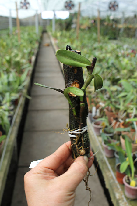 epidendrum amethystinum.jpg
