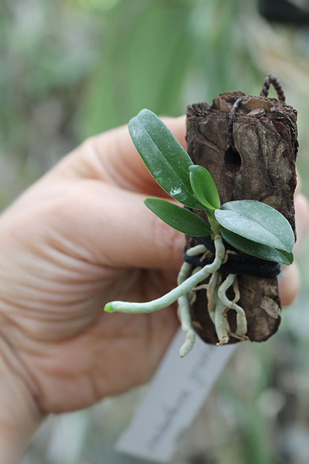 neobathiea grandidieriana.jpg