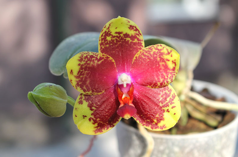 Phalaenopsis George Vasquez x (Coral Nosa x bellina).jpg