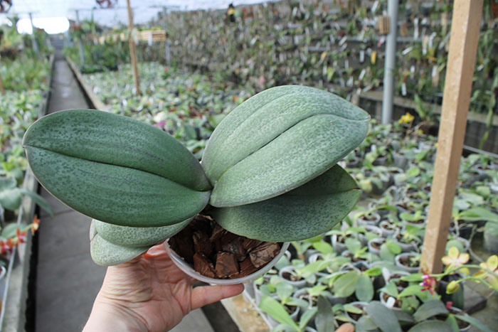 Phalaenopsis Pinlong Cherry (schilleriana x Cassandra).jpg