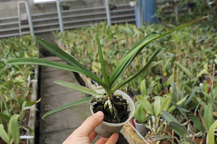 Vanda denisoniana orange x Ascocenda Rasri Gold.jpg