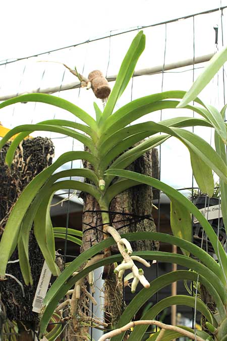 Aeridovanda Pothisarn.jpg