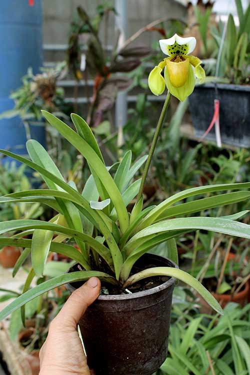 Paphiopedilum exul.jpg
