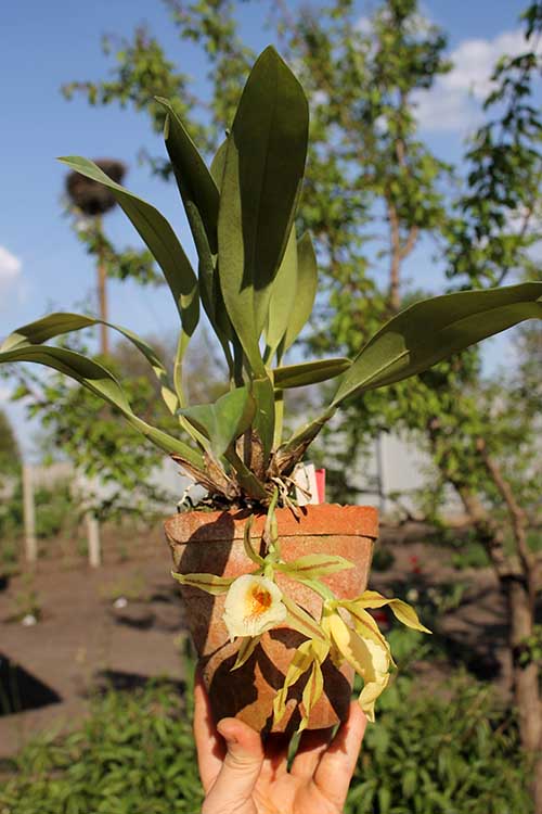 Trichopilia Senne Star (tortilis 'large' x turialbae 'alpha').jpg