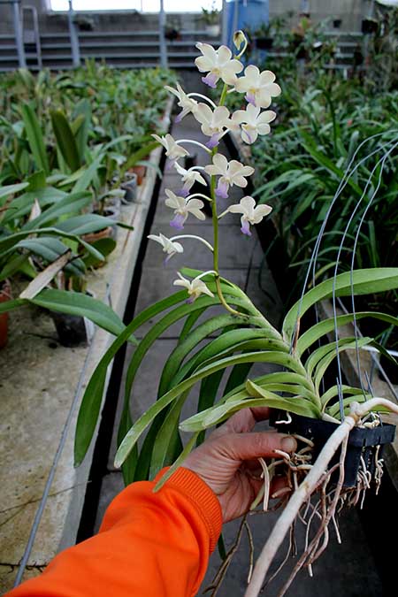 Vanda denisoniana x Rhynchostylis coelestis.jpg
