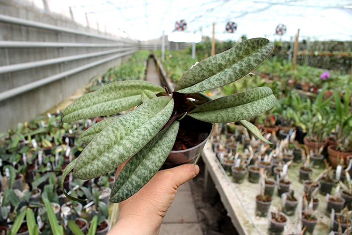 Paphiopedilum glaucophyllum x bellatulum.jpg