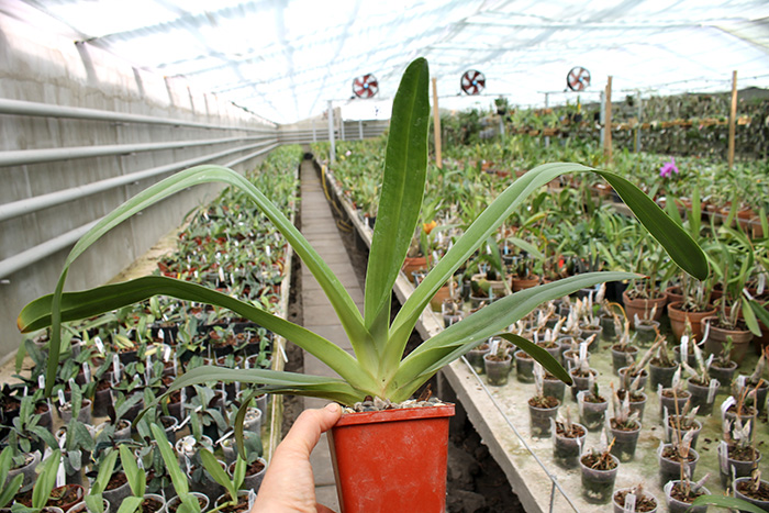 Paphiopedilum philippinense.jpg