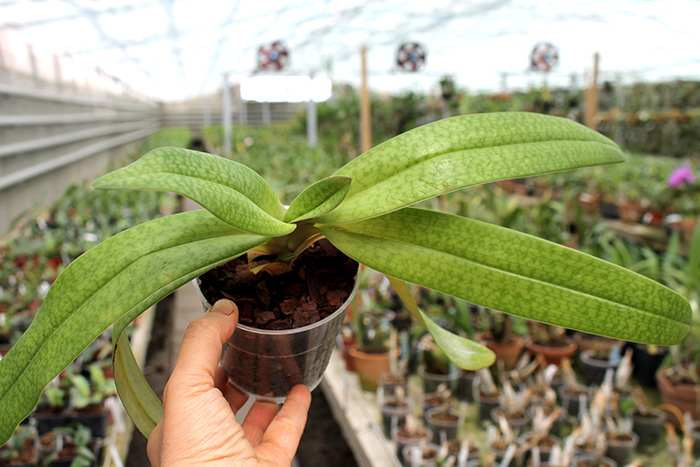 Paphiopedilum stonei x niveum.jpg