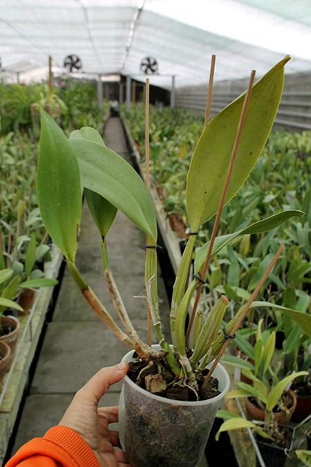 Potinara Spanish Eyes 'Tian Mu'.jpg