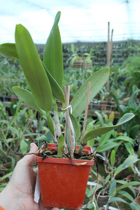 Cattleya maxima rubra 'Peruana'.jpg
