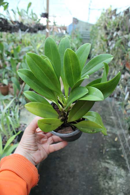 Masdevallia polysticta blue.jpg