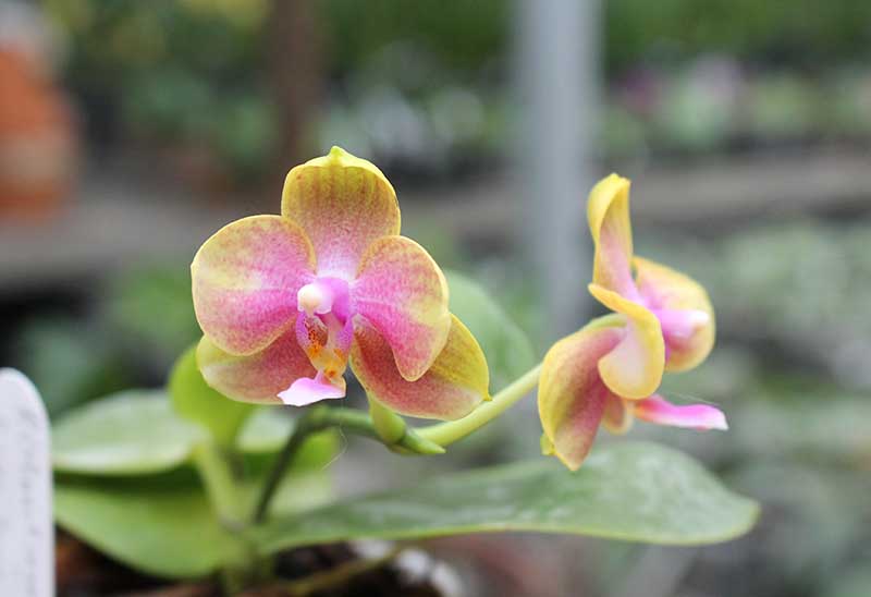 Phalaenopsis (stuartiana x celebensis) x Ld’s Bear Queen.jpg