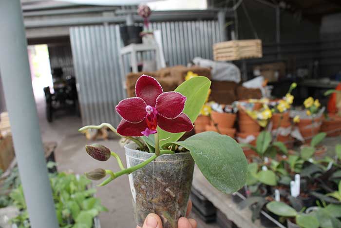Phalaenopsis Yuda Red Blood x Chingruey's Fancy orchid.jpg