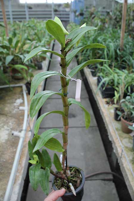 Dendrobium Dawn Marie.jpg