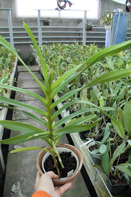 Mokara Jairak White.jpg