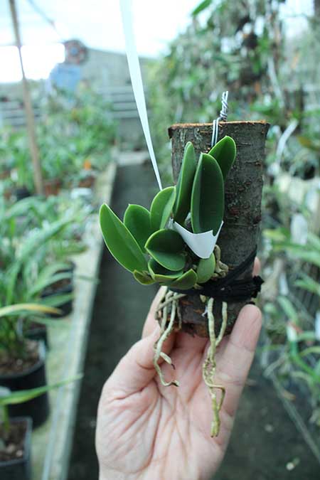 Laelia sincorana coerulea (сlara) x Laelia sincorana coerulea escura 'AWZ'.jpg