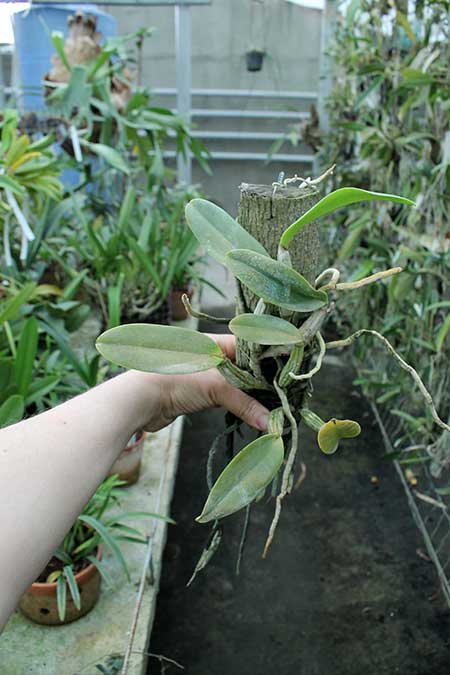 Cattleya walkeriana.jpg