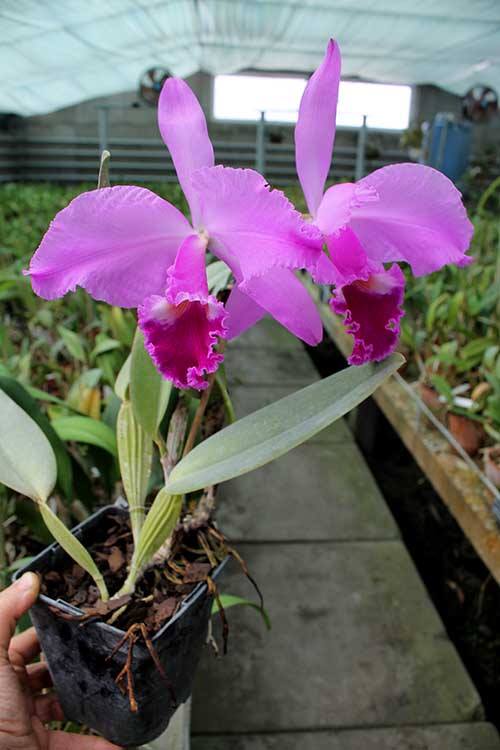 Cattleya warneri escura 'Corrego D'antas' x warneri escura integra orlata.jpg