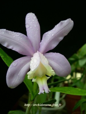 Cattleya%20loddigesii04-2.jpg