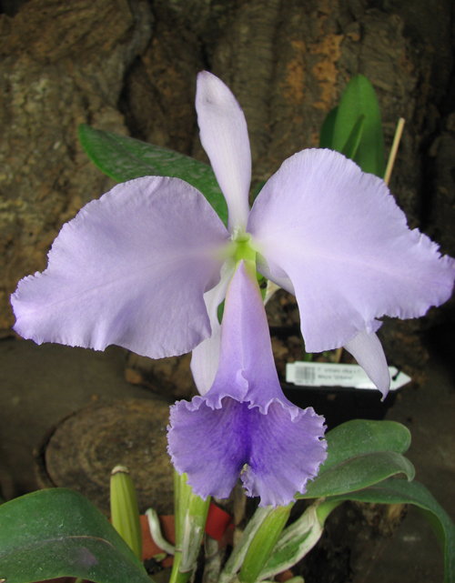 Cattleya labiata coerulea 'Bastiao' x Cattleya labiata coerulea 'Lourival'.jpg