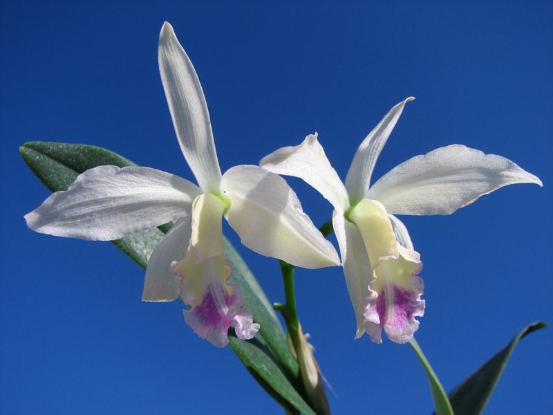 Cattleya warneri alba 'Colossus' x Laelia kautsky.jpg