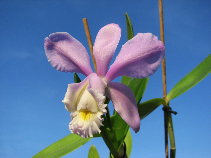 Cattleya harrisoniana clara 'Formosinha' x Cattleya harrisoniana escura 'Cheung's Delight'.jpg