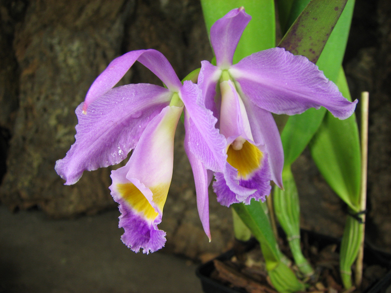 Cattleya eldorado tipo XXX x Cattleya eldorado rubra.jpg