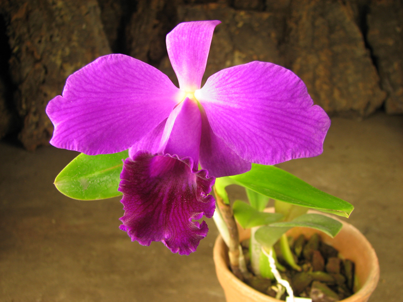 Cattleya labiata rubra integra-orlata-pincelada x Laelia pumila 'Ruby Queen'.jpg