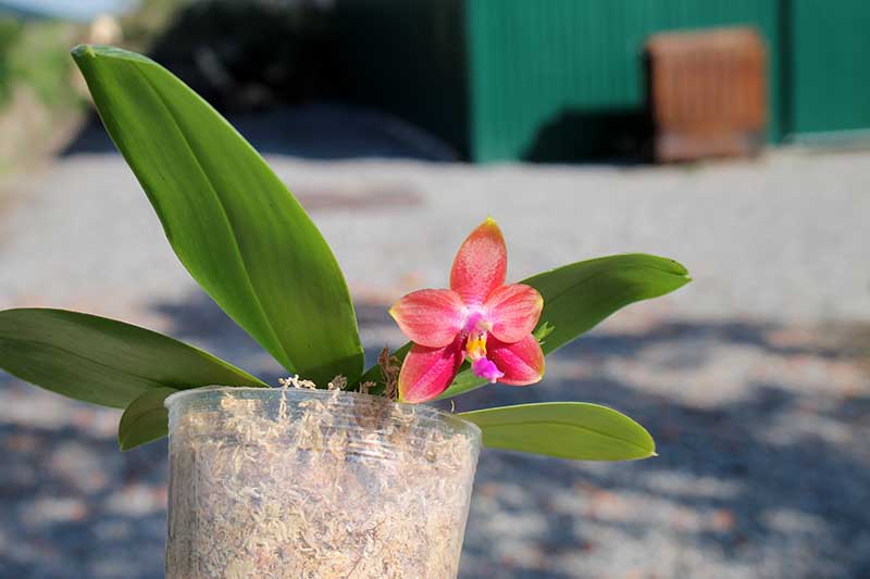 Phalaenopsis Sogo Pony x (Hymen x Sogo Kaiulani).jpg