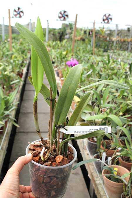Cattleya maxima semi-alba 'La Pedrena'.jpg