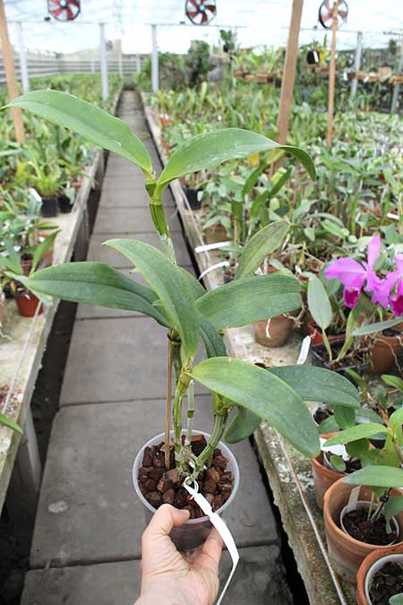 Cattleya guttata coerulea 'AWZ' SELF.jpg