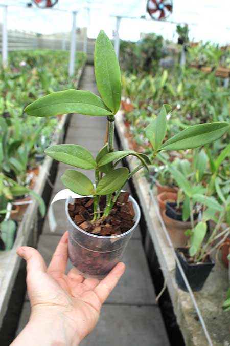 Cattleya schofieldiana 'Potira' XXX SELF.jpg