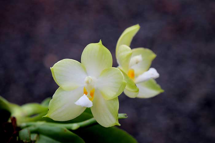 Phalaenopsis Yungho Gelb Canary 'Joseph' x Chang Maw Jade 'Eddy's Snow'.jpg