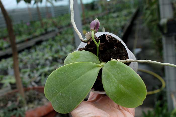 Phalaenopsis Palace Reef.jpg