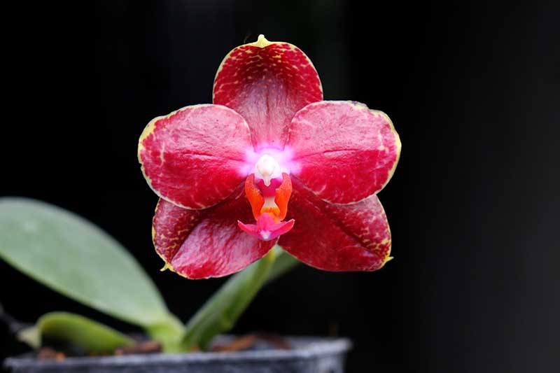 Phalaenopsis AL Sun Hannover Red.jpg