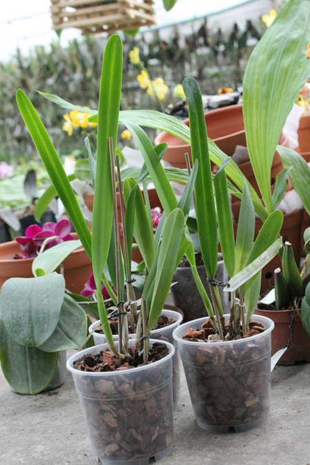 Laelia purpurata werkhauseri striata x SELF.jpg