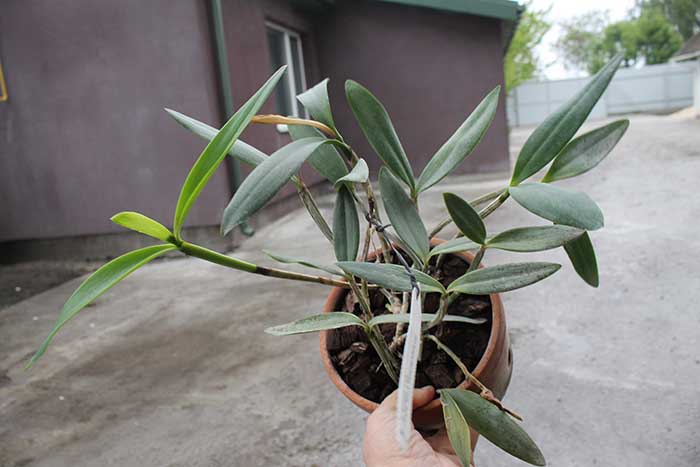 Cattleya forbesii ('Ching Hua' x 'Hsinying').jpg