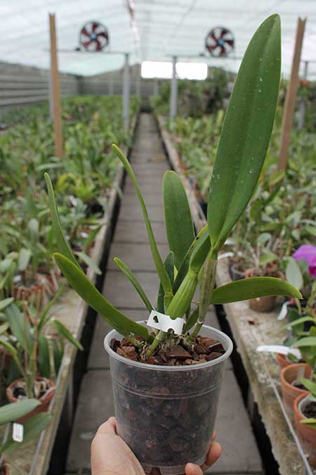 Cattleya warscewiczii caerulea 'La Floresta' x self.jpg