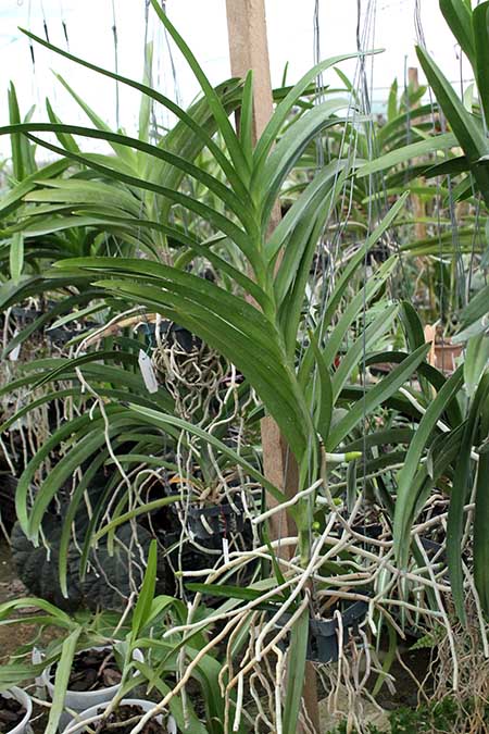 Vanda tessellata x Gordon Dillon.jpg