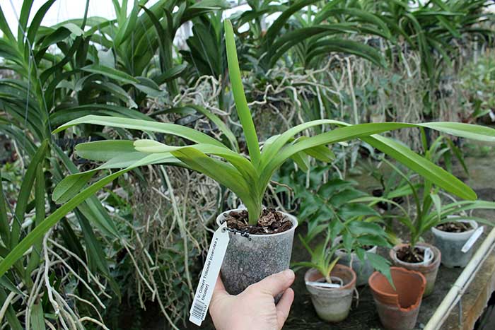 Vanda Gilbert Triboulet (coerulea x tricolor).jpg