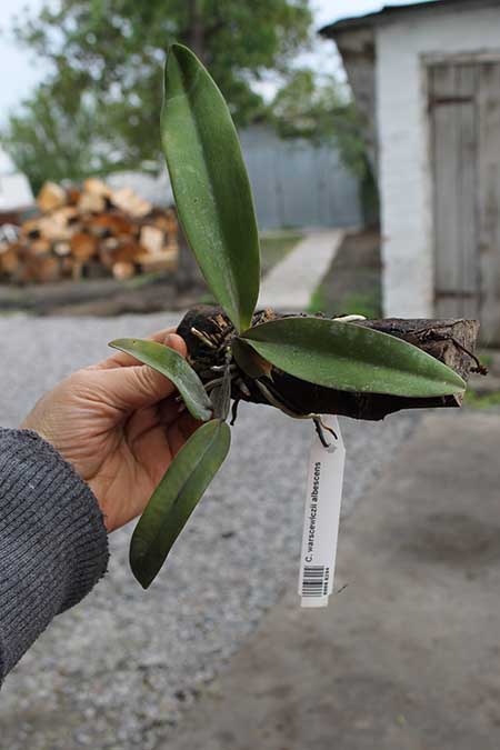 Cattleya warscewiczii albescens.jpg
