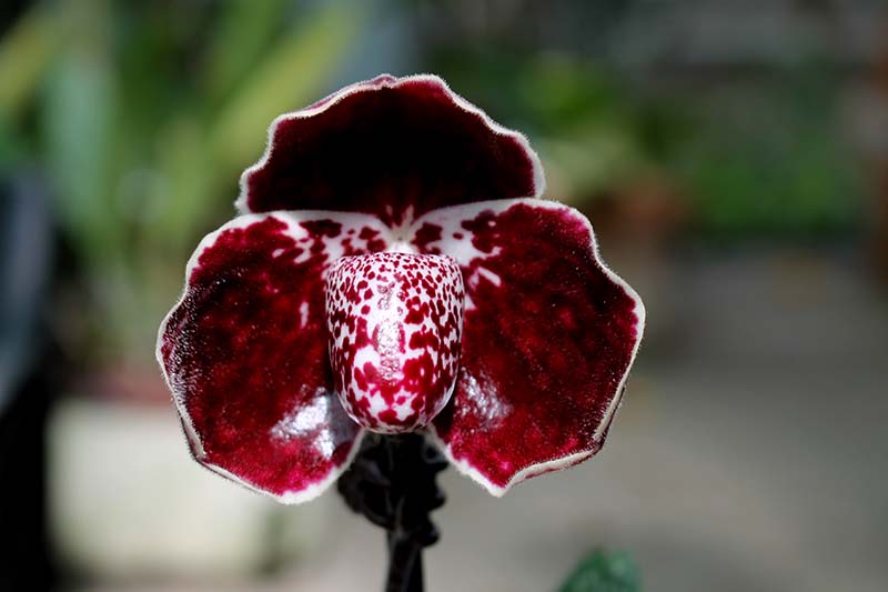 Paphiopedilum leucochilum 'Account Black Devil'.jpg