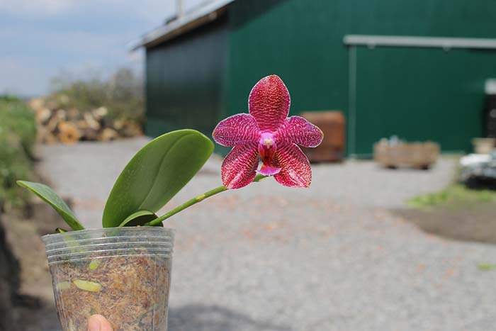 Phalaenopsis Mituo Sun 'Mituo #1' x Ld's Bear King 'YK-14'.jpg
